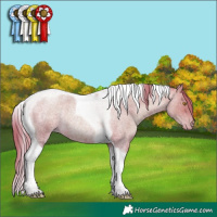 Horse Color:Bay Roan Pearl Tobiano Rabicano