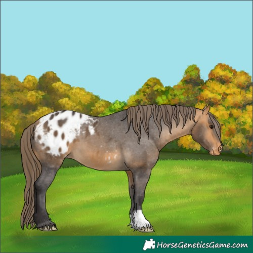 Horse Color:Buckskin Blanket 