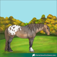 Horse Color:Buckskin Blanket 