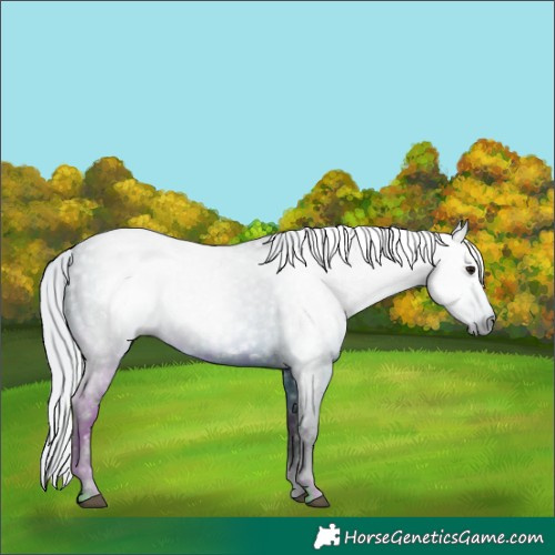 Horse Color:ERROR: UNKNOWN ANOMALY