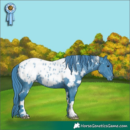 Horse Color:Watercolor White Spotted Black Blanket Rabicano 