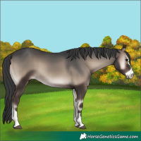 Horse Color:Blue Onyx 