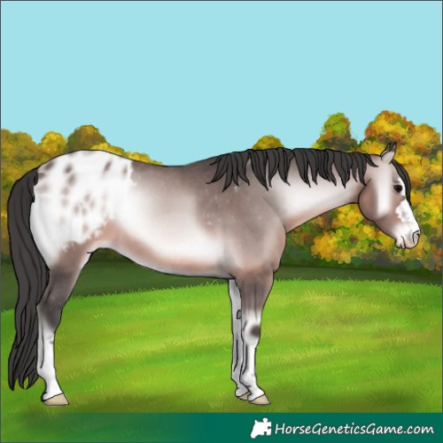 Horse Color:Platinum Brown Onyx Appaloosa 