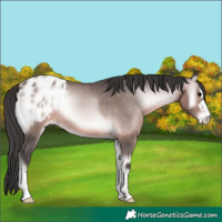 Horse Color:Platinum Brown Onyx Appaloosa