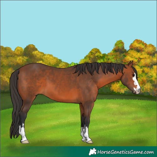 Horse Color:Bay 