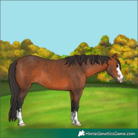 Horse Color:Bay 