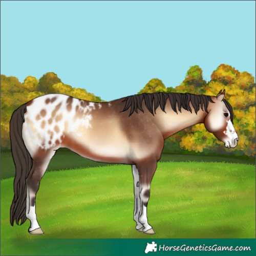 Horse Color:Bay Onyx Appaloosa 