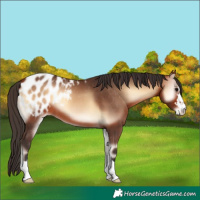 Horse Color:Bay Onyx Appaloosa 