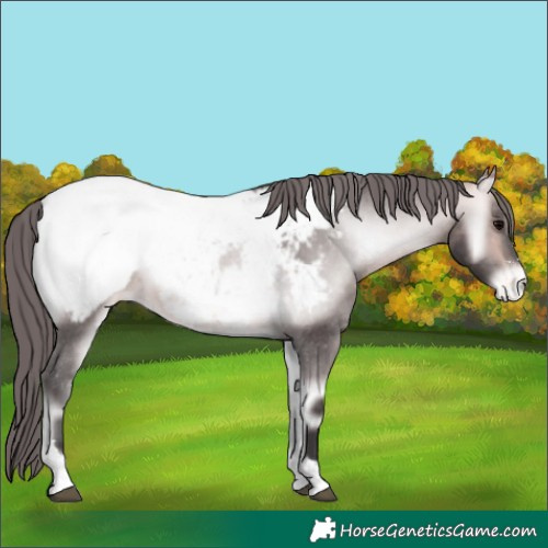 Horse Color:Platinum Buckskin Onyx Near Fewspot