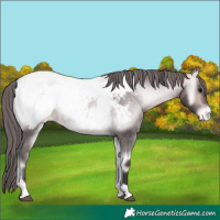 Horse Color:Platinum Buckskin Onyx Appaloosa 