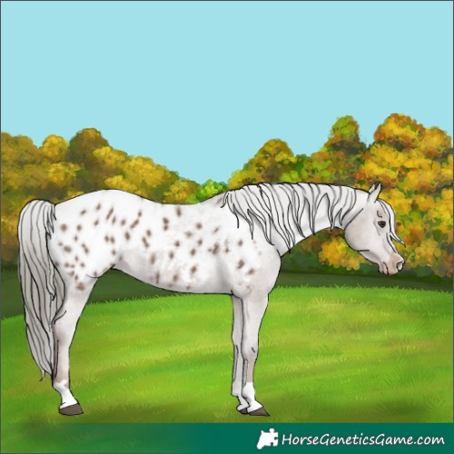 Horse Color:Liver Red Dun Mushroom Blanket 