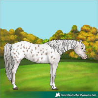 Horse Color:Liver Red Dun Mushroom Appaloosa 