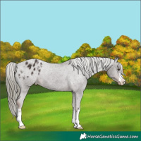 Horse Color:Liver Chestnut Mushroom Appaloosa 