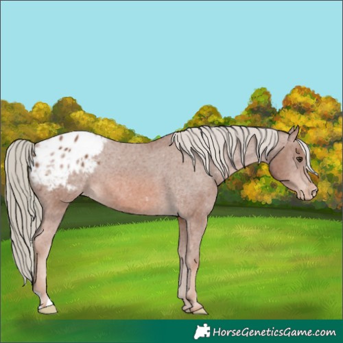 Horse Color:Chestnut Mushroom Appaloosa 