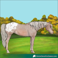 Horse Color:Chestnut Mushroom Appaloosa 