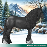 Horse Color:Black 