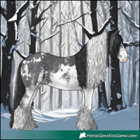Horse Color:White Spotted Black