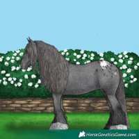 Horse Color:Black Appaloosa