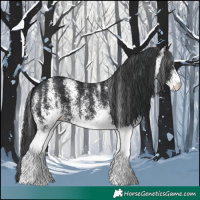 Horse Color:White Spotted Black 
