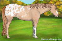 Horse Color:Gold Champagne Appaloosa 