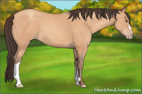 Horse Color:Amber Champagne 