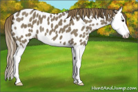 Horse Color:Smoky Grullo Splash Appaloosa 