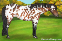 Horse Color:Bay Appaloosa 