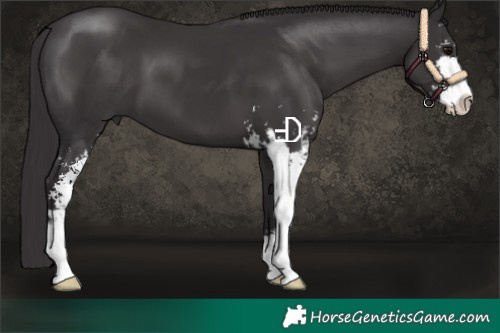 Horse Color:Smoky Black Sabino