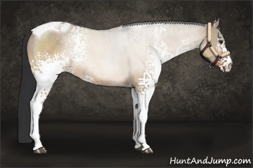 Horse Color:White Spotted Brown Dun Tobiano Rabicano 