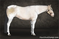 Horse Color:White Spotted Brown Dun Tobiano Rabicano 