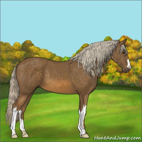 Horse Color:Chocolate Palomino