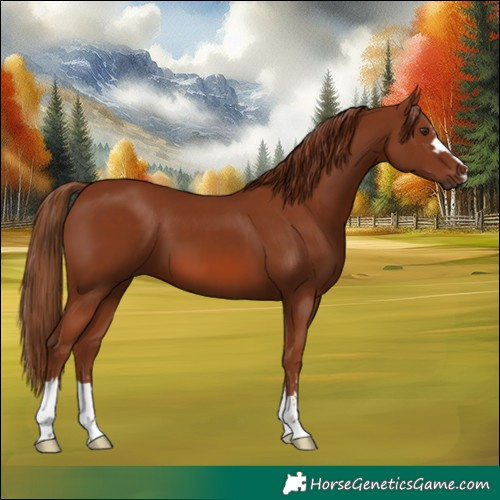 Horse Color:Chestnut 