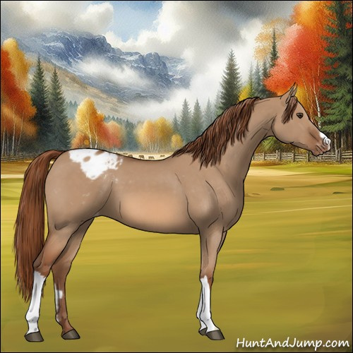 Horse Color:Red Dun Appaloosa 