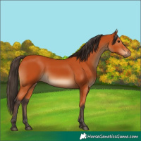 Horse Color:Bay 