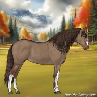 Horse Color:Liver Red Dun 