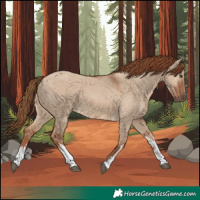 Horse Color:White Spotted Red Dun 