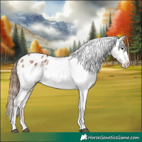 Horse Color:Red Dun Appaloosa