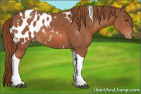Horse Color:Chestnut Tobiano Appaloosa Rabicano 
