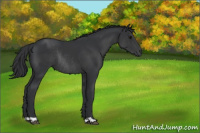 Horse Color:Black Rabicano