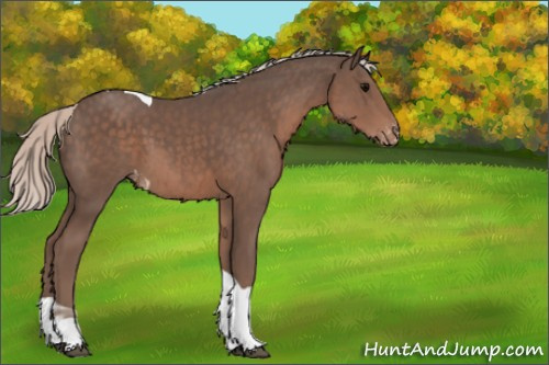 Horse Color:Silver Black Tobiano Appaloosa Rabicano