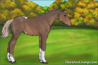 Horse Color:Silver Black Tobiano Appaloosa Rabicano 
