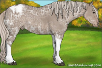 Horse Color:Silver Grullo Ice Tobiano Appaloosa Rabicano 