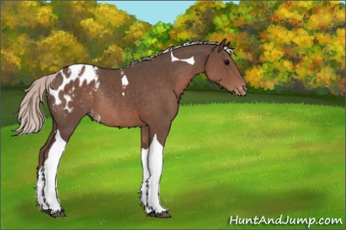 Horse Color:Silver Black Tobiano Appaloosa Rabicano 