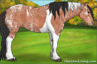 Horse Color:Bay Ice Tobiano Appaloosa Rabicano 