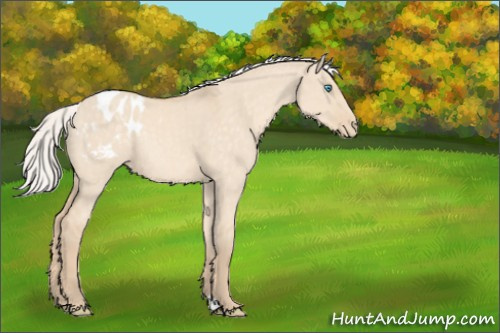 Horse Color:Silver Perlino Dun Appaloosa Rabicano 