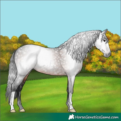 Horse Color:Gray Brown 