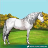 Horse Color:Gray Brown