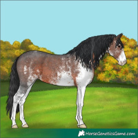 Horse Color:White Spotted Brown