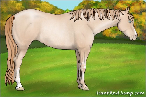 Horse Color:Gold Champagne Pearl Rabicano and Gold Champagne Pearl Rabicano