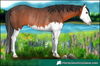 Horse Color:Brown Splash Rabicano